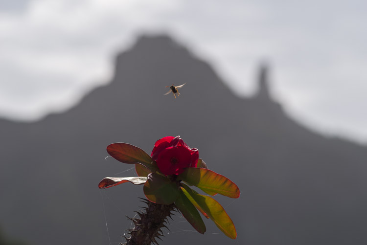 Bee over Flower